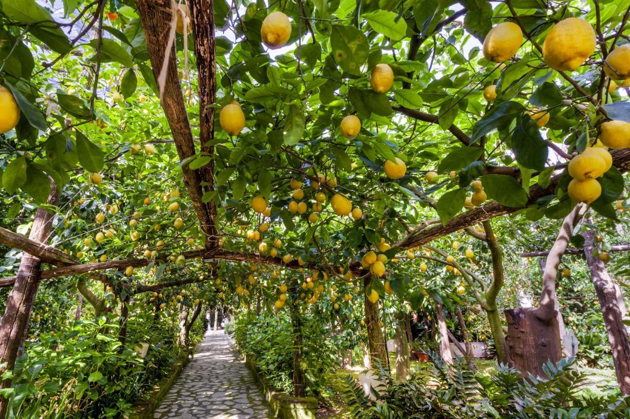 Villa Maresca B&B Piano di Sorrento Dış mekan fotoğraf